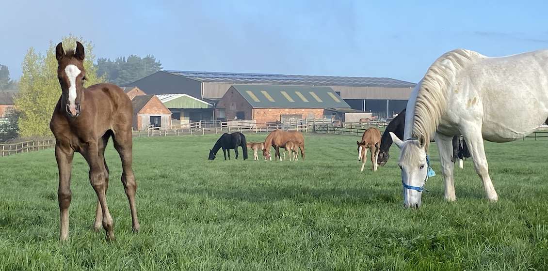 Horses out in yard together