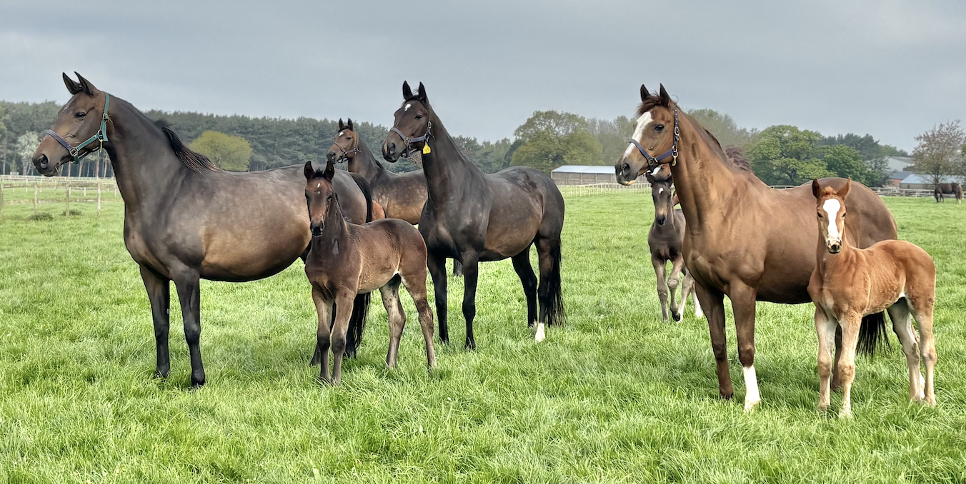 Group of horses out in a yard together