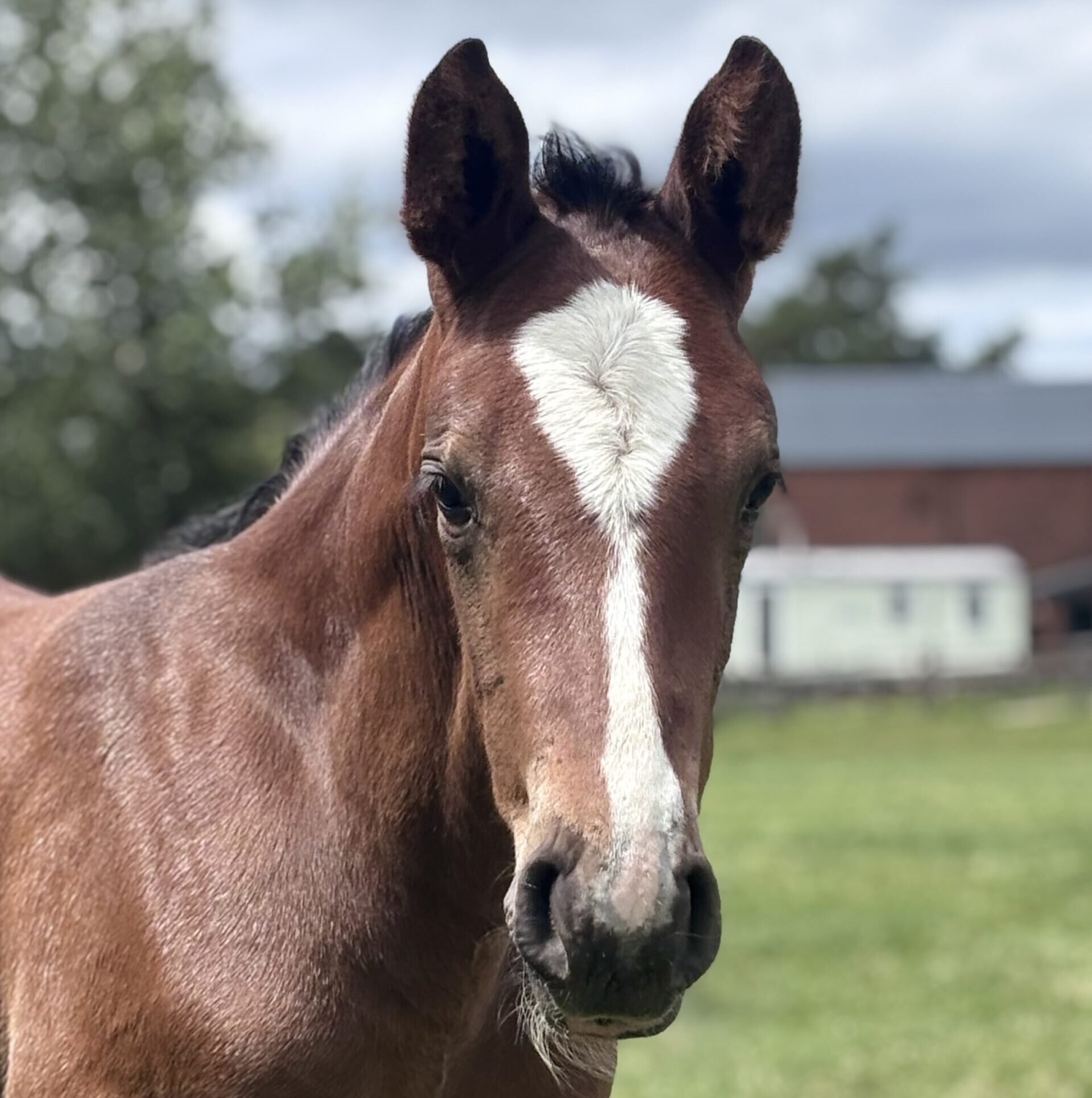 A brown horse with white markings on nose