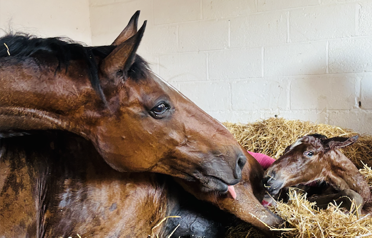 Horse and newborn foal sitting together on hay