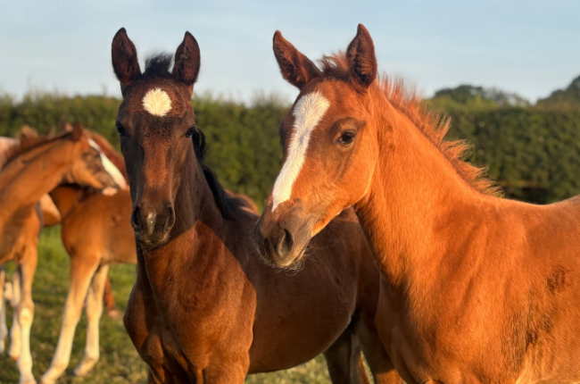 two horses together in a yard