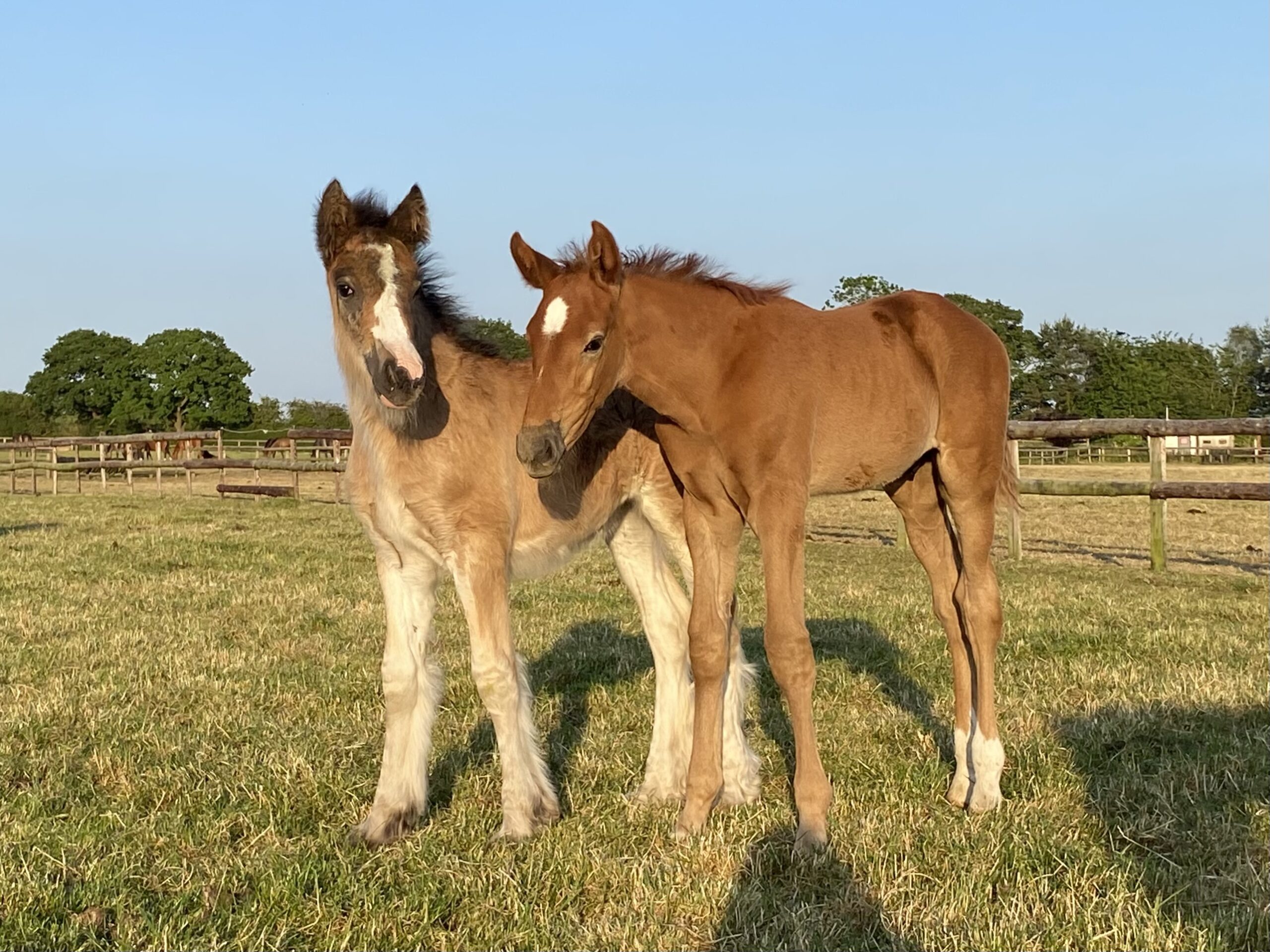 two horses standing together in a yard. both are brown and pictured full body