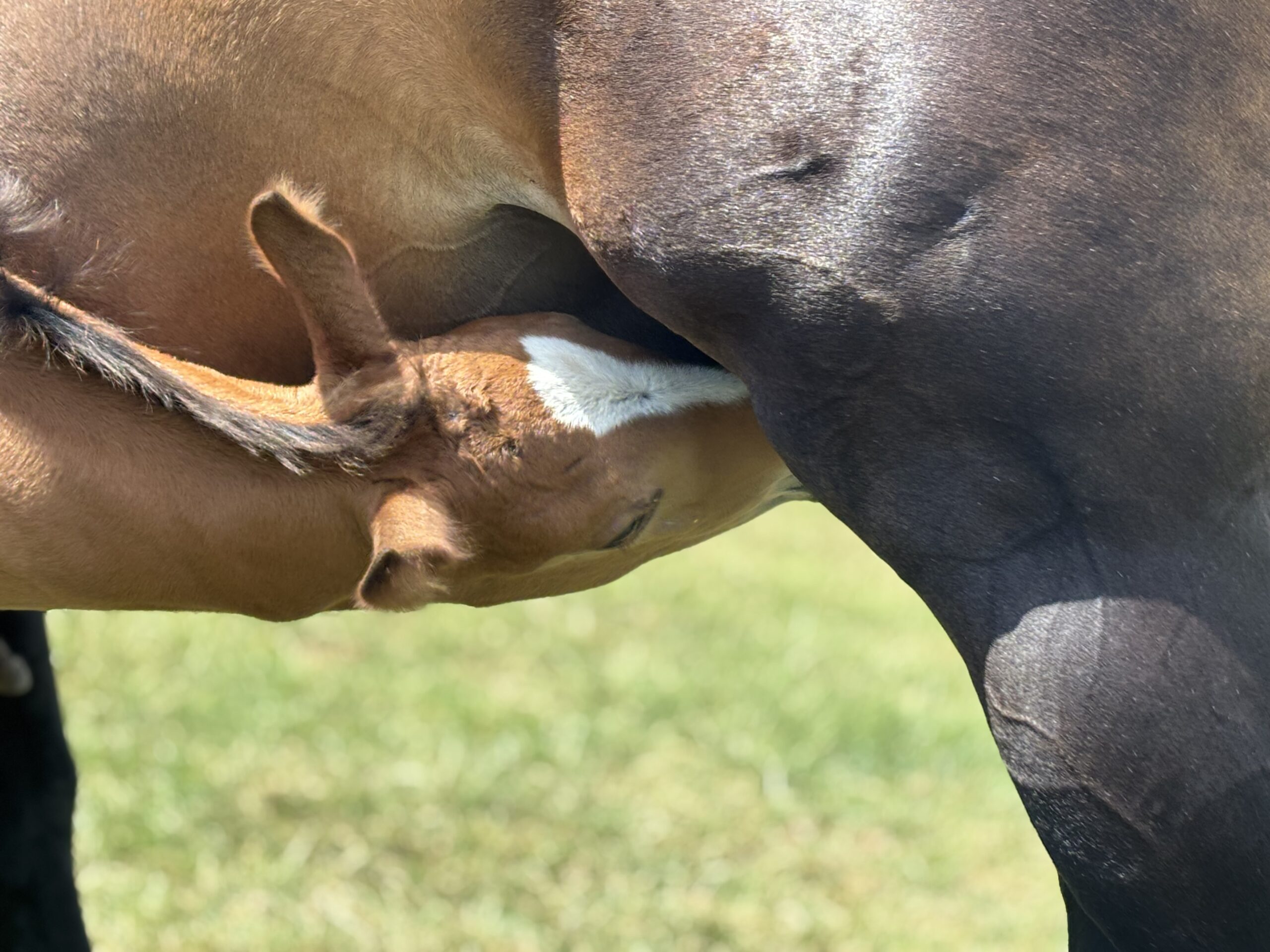 a young horse feeding off of its mother